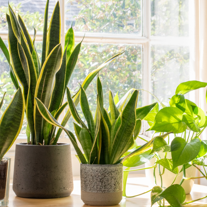 snake plants