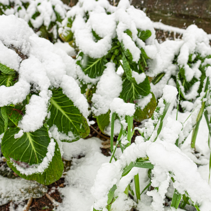 Winter Gardening Tips: How to Keep Your Garden Thriving Year-Round